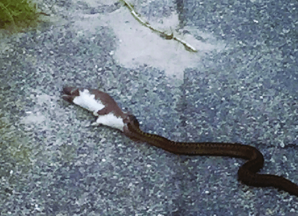 An adder eating a weasel. 